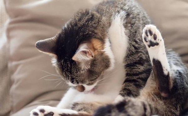 东方优配 猫咪舔毛睡前踩奶窗边盯鸟，三大规矩你碰了没？